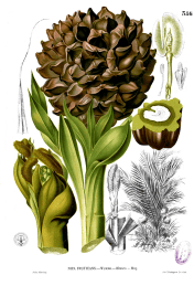 Nypa_fruticans_Blanco2.386